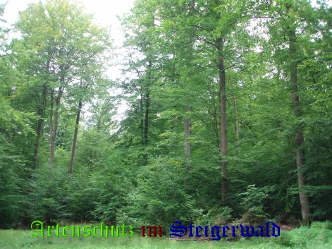 Copyright AiS / Harald Heier Bild zum Eintrag (22287-160)