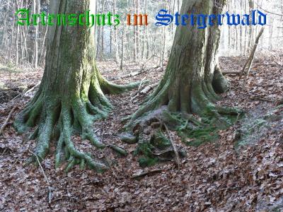 Copyright AiS / Baumann E. Bild zum Eintrag (22320-160)