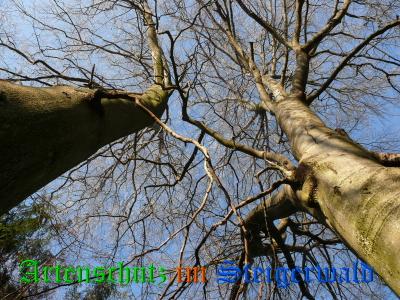 Copyright AiS / Baumann E. Bild zum Eintrag (22321-160)