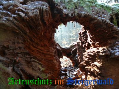Copyright AiS / Köhler Bild zum Eintrag (22331-160)