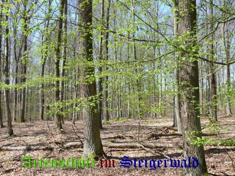 Copyright AiS / Harald Heier Bild zum Eintrag (22359-160)