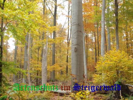 Copyright AiS / Koch Bild zum Eintrag (22378-160)
