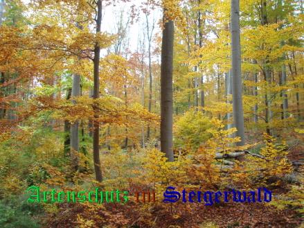 Copyright AiS / Koch Bild zum Eintrag (22379-160)