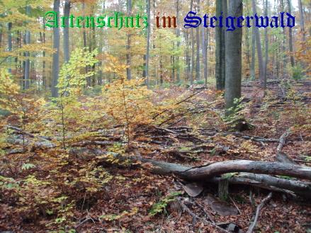 Copyright AiS / Koch Bild zum Eintrag (22381-160)