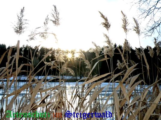 Copyright AiS / Albert Meier Bild zum Eintrag (22402-160)