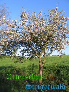 Copyright AiS / Köhler Bild zum Eintrag (22452-160)