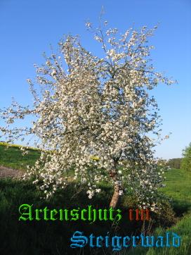 Copyright AiS / Köhler Bild zum Eintrag (22453-160)