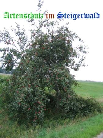 Copyright AiS / Weidner Bild zum Eintrag (22467-160)