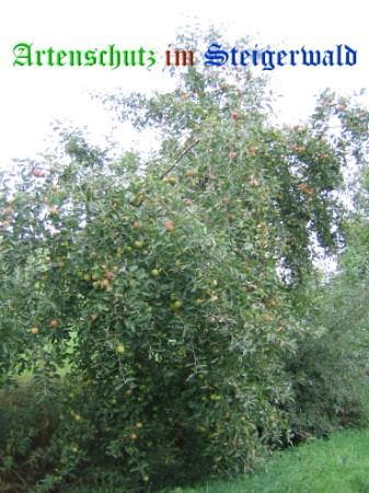 Copyright AiS / Weidner Bild zum Eintrag (22469-160)