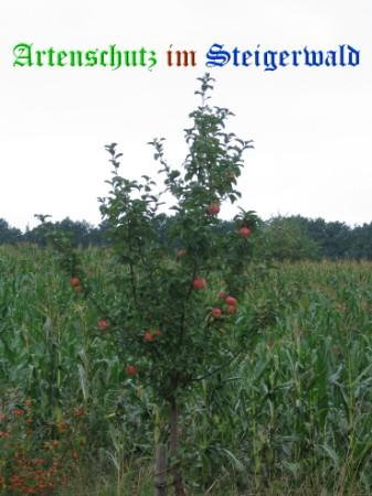 Copyright AiS / Weidner Bild zum Eintrag (22470-160)