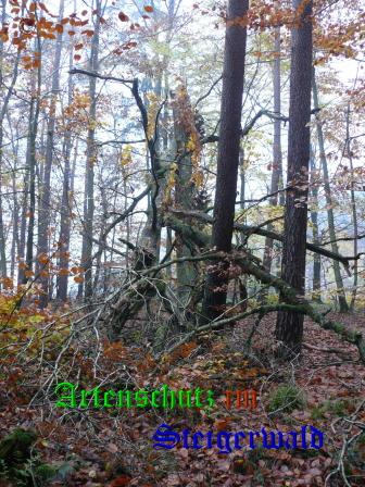 Copyright AiS / 2008 Bild zum Eintrag (22492-160)