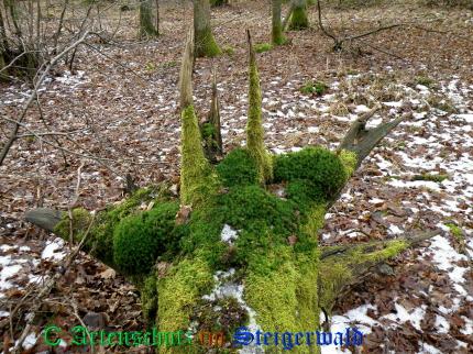 Copyright AiS / 2009 - Albert Meier Bild zum Eintrag (22499-160)