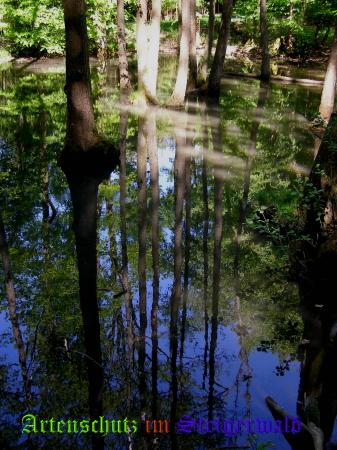 Copyright AiS / 2008 - Albert Meier Bild zum Eintrag (23823-160)