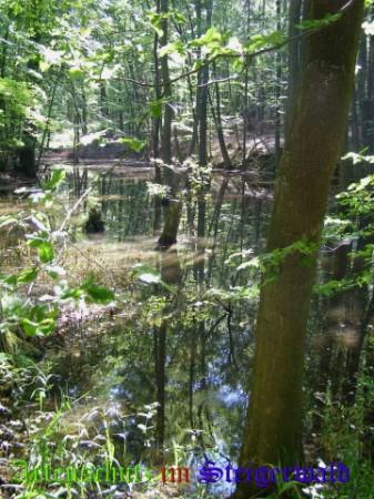 Copyright AiS / 2008 - Albert Meier Bild zum Eintrag (23825-160)