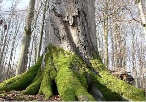 Copyright AiS / Wehner Bild zum Eintrag (27327-160)