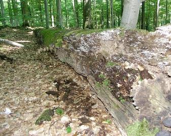 Copyright AiS / Sabine Weinbeer Bild zum Eintrag (27479-160)