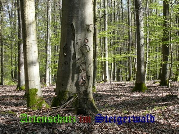Copyright AiS / 2010 Weidner Bild zum Eintrag (27876-160)