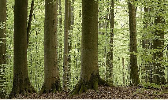 Copyright AiS / FT Wehner Bild zum Eintrag (28311-160)