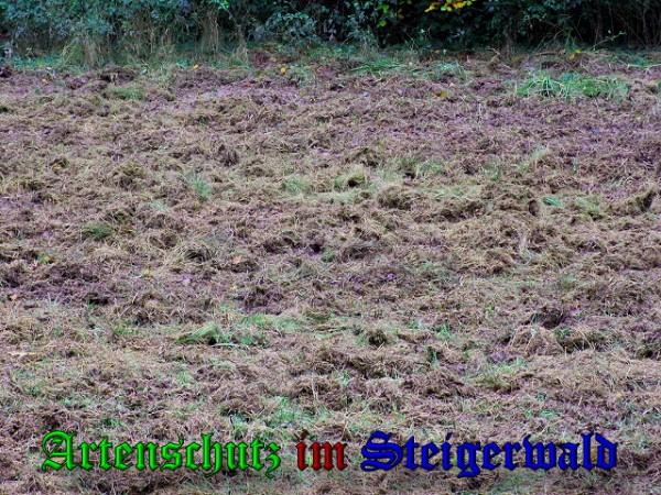 Copyright AiS / 2009 Pfleiderer Bild zum Eintrag (31677-160)