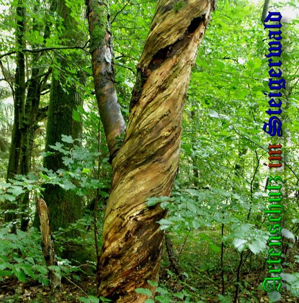 Copyright AiS- Albert Meier Bild zum Eintrag (31698-160)