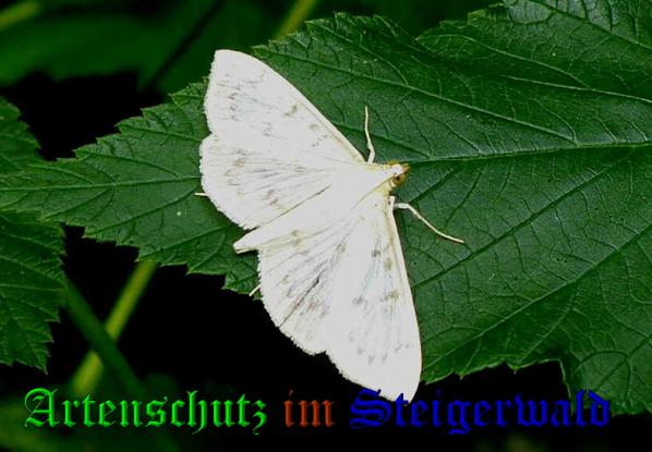 Copyright AiS- Albert Meier Bild zum Eintrag (31700-160)