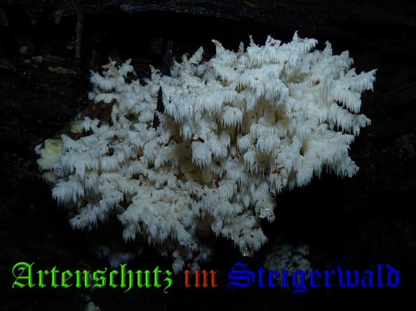 Copyright AiS-Wykowski Bild zum Eintrag (31743-160)