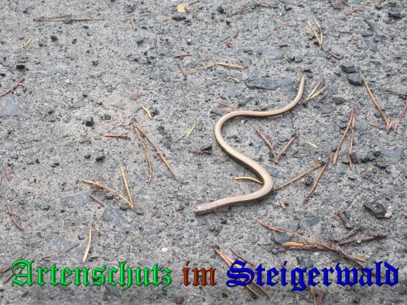Bild zum Eintrag (33426-160)