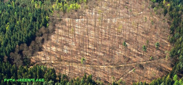 Copyright AiS - Greenpeace Bild zum Eintrag (51679-160)