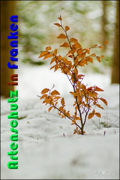 Copyright AiS Johannes Rother Bild zum Eintrag (54349-160)