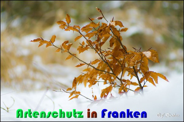 Copyright AiS Johannes Rother Bild zum Eintrag (54352-160)