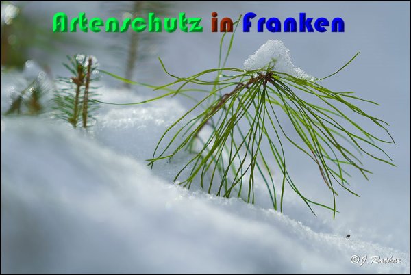 Copyright AiS Johannes Rother Bild zum Eintrag (54353-160)