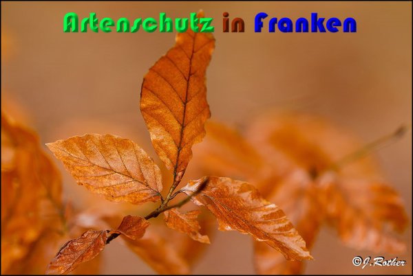 Copyright AiS Johannes Rother Bild zum Eintrag (54357-160)