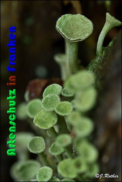 Copyright AiS Johannes Rother Bild zum Eintrag (54365-160)