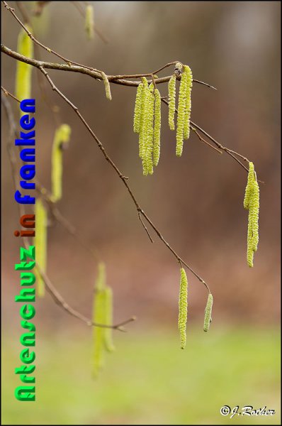 Copyright AiS Johannes Rother Bild zum Eintrag (54368-160)