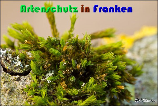 Copyright AiS Johannes Rother Bild zum Eintrag (54376-160)