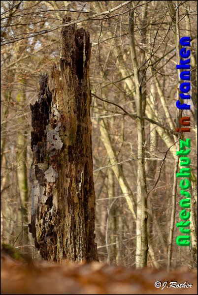 Copyright AiS Johannes Rother Bild zum Eintrag (54377-160)