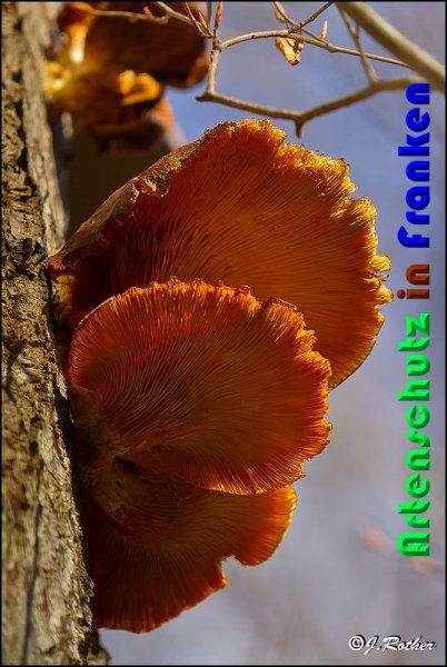 Copyright AiS Johannes Rother Bild zum Eintrag (54379-160)