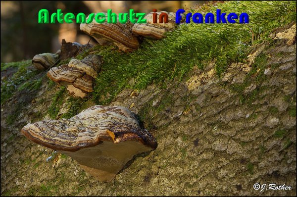 Copyright AiS Johannes Rother Bild zum Eintrag (54381-160)