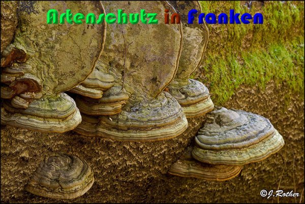 Copyright AiS Johannes Rother Bild zum Eintrag (54382-160)