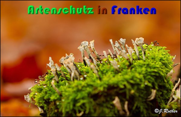 Copyright AiS Johannes Rother Bild zum Eintrag (54384-160)