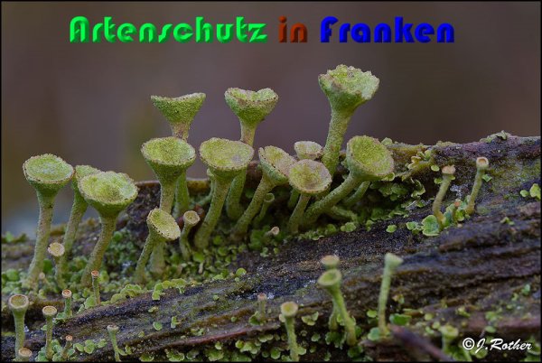 Copyright AiS Johannes Rother Bild zum Eintrag (54386-160)