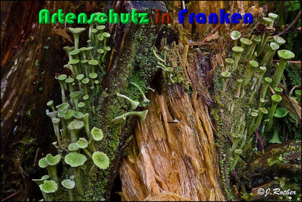 Copyright AiS Johannes Rother Bild zum Eintrag (54388-160)