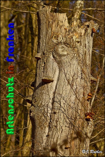 Copyright AiS Johannes Rother Bild zum Eintrag (54392-160)