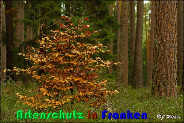 Copyright AiS Johannes Rother Bild zum Eintrag (54395-160)