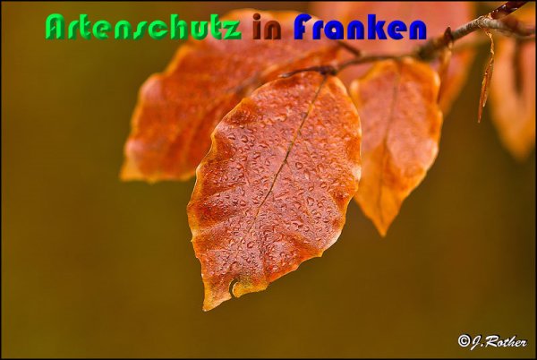 Copyright AiS Johannes Rother Bild zum Eintrag (54396-160)