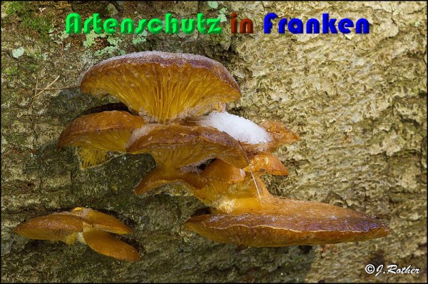 Copyright AiS Johannes Rother Bild zum Eintrag (54399-160)