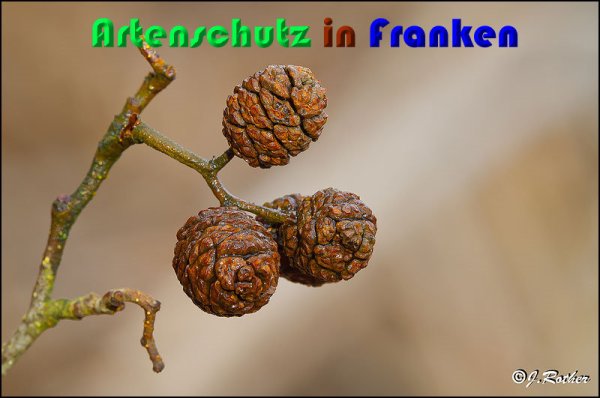 Copyright AiS Johannes Rother Bild zum Eintrag (54402-160)