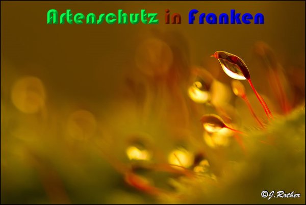 Copyright AiS Johannes Rother Bild zum Eintrag (54406-160)