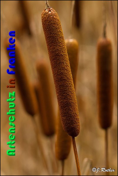 Copyright AiS Johannes Rother Bild zum Eintrag (54410-160)