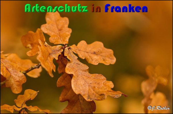 Copyright AiS Johannes Rother Bild zum Eintrag (54411-160)